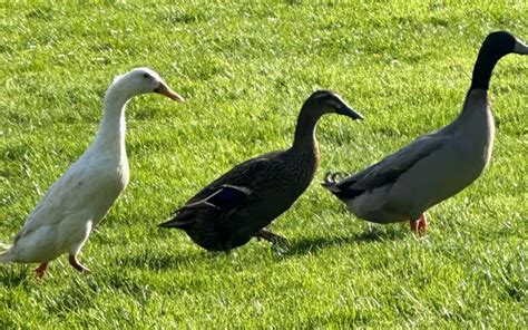 numbers in spanish 100|American viscountess's pet duck Quackers strangled by dog walker.